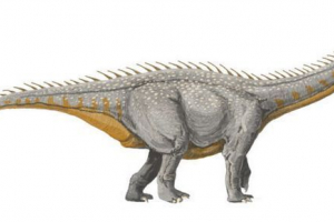 Wollicodon