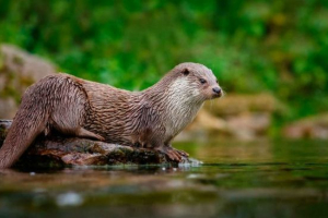 Otter