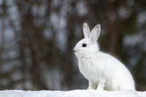 Red book lipesk region
