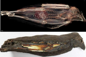 »Osredotočeni na smrt«: zakaj so stari egipčani izvedli čudne rituale s plenilskimi pticami? »Osredotočeni na smrt«: zakaj so stari egipčani izvedli čudne rituale s plenilskimi pticami?
