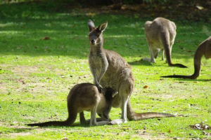 Zahodni sivi kenguru: pravi velikan Zahodni sivi kenguru: pravi velikan