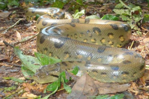 Green anaconda - južna amerika. Nevarno za človeka?