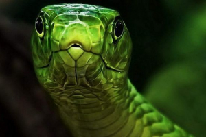 Zelena mamba - strupeni plazilci z lepo barvno kožo