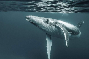 Zemljišče franza jožefa je prvič obiskalo grba