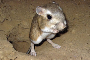 Rdeča knjiga regije ryazan Rdeča knjiga regije ryazan