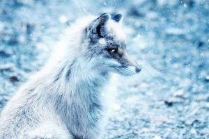 Živali hladnih območij sveta - značilne, zanimiva dejstva in fotografije