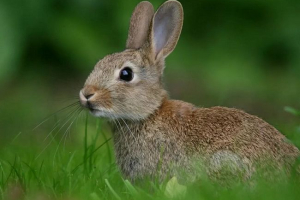 Živali v mešanem gozdu