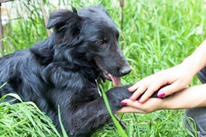 Kako zdraviti srčno popuščanje pri psih