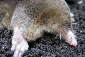 Rdeča knjiga primorskega ozemlja