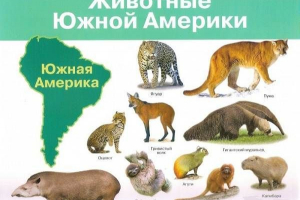 Živali južne amerike. Opis, imena in vrste živali južne amerike