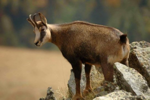 Rdeča knjiga ozemlja krasnodarja