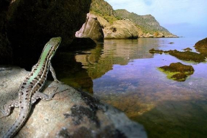Krim živali. Opisi, imena in značilnosti živali krim Krim živali. Opisi, imena in značilnosti živali krim