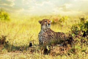 Živali savanna. Opisi, imena in značilnosti živali savana Živali savanna. Opisi, imena in značilnosti živali savana