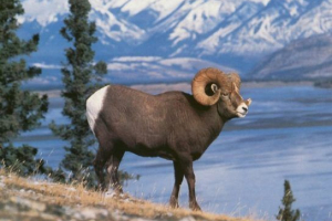 Red baikal ozemlje knjiga