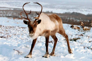 Rdeča knjiga regije novosibirsk
