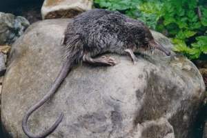 Rdeča knjiga iz kostroma