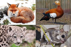 Živali tatarstan. Opis, imena in značilnosti živali tatarstan Živali tatarstan. Opis, imena in značilnosti živali tatarstan