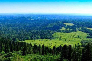 Živalski svet urasa - seznam, funkcija in fotografije