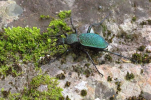 Grugger: svet žuželk krim
