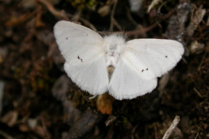 Zlatuzhku: fotografija nočnega metulja