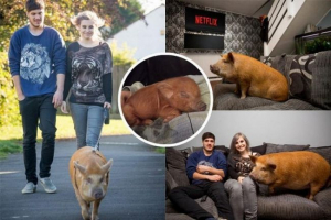 Društvo star: penny pushlets, ki Društvo star: penny pushlets, ki