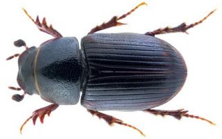 Rdeča knjiga regije kemerovo (kuzbass) Rdeča knjiga regije kemerovo (kuzbass)