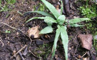 Rdeča knjiga ozemlja krasnoyarsk Rdeča knjiga ozemlja krasnoyarsk