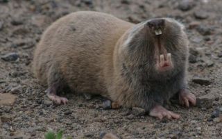 Rdeča knjiga republike dagestan Rdeča knjiga republike dagestan