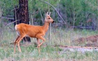 Rdeča knjiga republike chuvash Rdeča knjiga republike chuvash