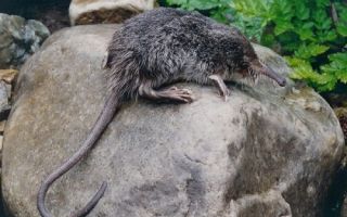 Rdeča knjiga v moskvi regiji Rdeča knjiga v moskvi regiji