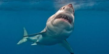 Plenilske ribe Plenilske ribe