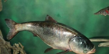 Fisher fish Fisher fish