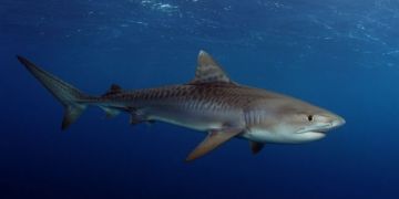 Ribe rdečega morja Ribe rdečega morja