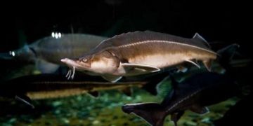 Ribe rdeče knjige rusije Ribe rdeče knjige rusije