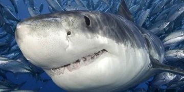 Vrste morskih psov. Opis, naslovi in značilnosti morskih psov Vrste morskih psov. Opis, naslovi in značilnosti morskih psov