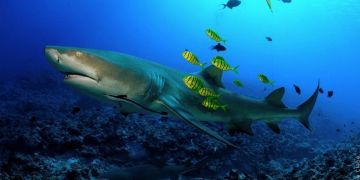 Vrste morskih psov Vrste morskih psov