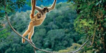 Živali brazil Živali brazil